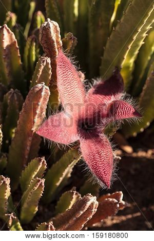 Red flower blooms on a Stapelia gigantea cactus and is also called the starfish flower and grows in Africa