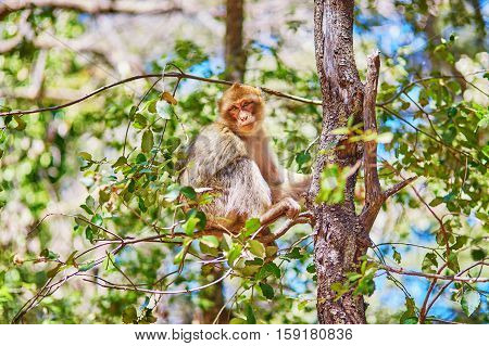 Barbary Apes In The Cedar Forest In Northern Morocco