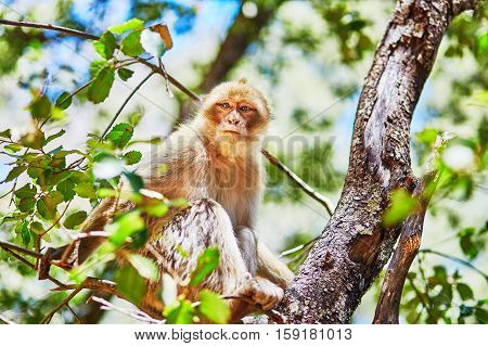 Barbary Apes In The Cedar Forest In Northern Morocco