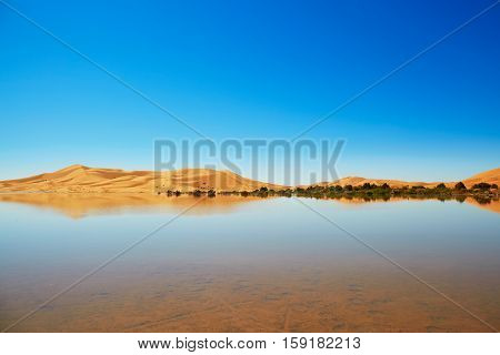 Oasis Lake In Sahara Desert, Merzouga, Africa