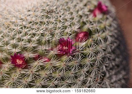 Twin spined cactus Mammillaria geminispina grows in the desert and attracts bees to its pink flowers.