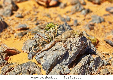 Lizard On The Stone In Sahara Desert, Merzouga, Morocco