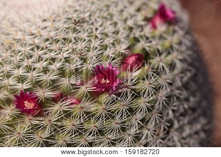 Twin spined cactus Mammillaria geminispina grows in the desert and attracts bees to its pink flowers.