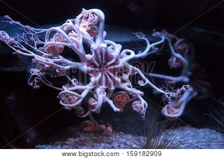 White and pink colored basket star known as Gorgonocephalus eucnemis is found in the Pacific Ocean