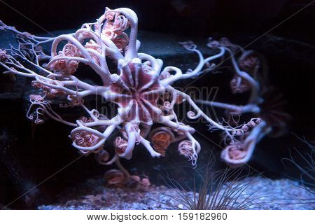 White and pink colored basket star known as Gorgonocephalus eucnemis is found in the Pacific Ocean