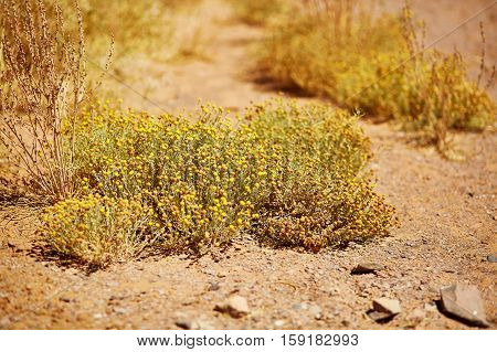 Plants In Sahara Desert