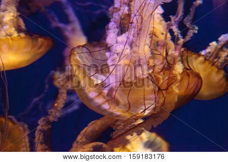 Pacific sea nettle called Chrysaora fuscenscens is seen as far south as Baja California and as far north as British Columbia.