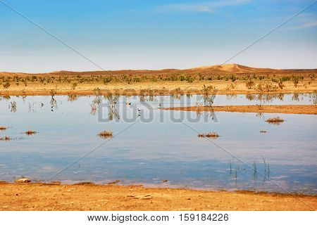 Birds In The Lake Of Oasis In Sahara Desert