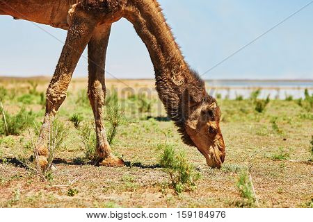 Camel In Sahara Desert, Morocco, Africa
