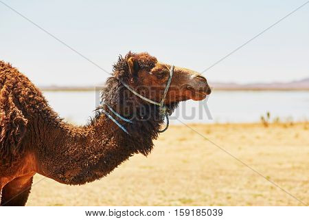 Camel In Sahara Desert, Morocco, Africa