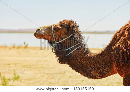 Camel In Sahara Desert, Morocco, Africa