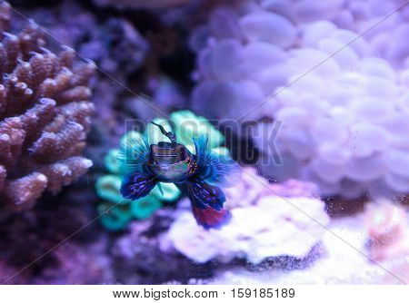 Mandarin goby is also called the Mandarin dragnet Synchiropus splandidus in a reef aquarium