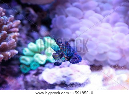 Mandarin goby is also called the Mandarin dragnet Synchiropus splandidus in a reef aquarium