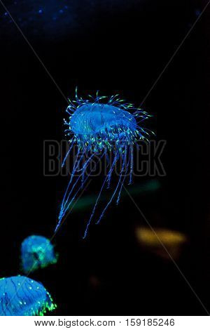 Flower hat jelly known as Olindias Formosa found off the coast of southern Japan.