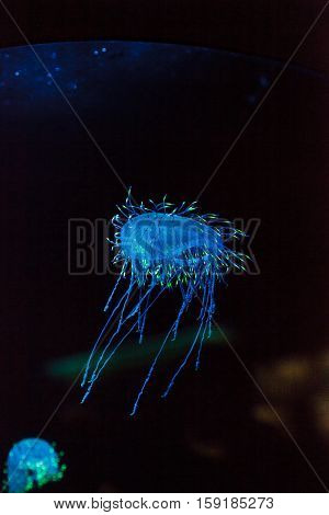 Flower hat jelly known as Olindias Formosa found off the coast of southern Japan.