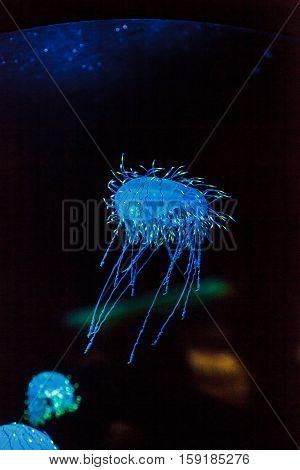 Flower hat jelly known as Olindias Formosa found off the coast of southern Japan.