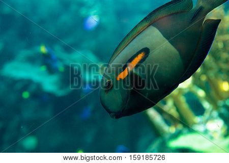 Orange shoulder tang fish, orangeshoulder, Acanthurus olivaceus, is found in the Indo-West Pacific