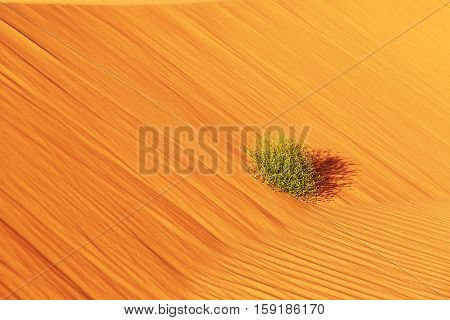 Plant In Sahara Desert