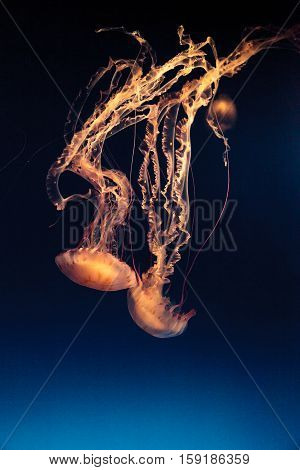 Purple striped jellyfish, Chrysaora colorata, floats gracefully with its tentacles dangling.