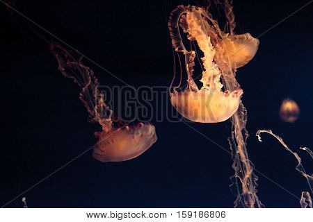 Purple striped jellyfish, Chrysaora colorata, floats gracefully with its tentacles dangling.