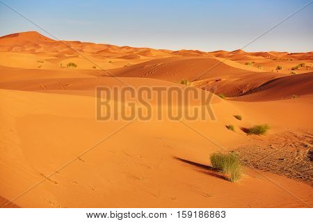 Plant In Sahara Desert