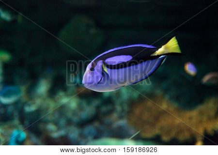 Palette tang fish, Paracanthurus hepatus, is also called the royal blue tang and can be found on a tropical reef in the ocean.