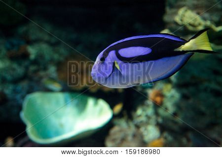 Palette tang fish, Paracanthurus hepatus, is also called the royal blue tang and can be found on a tropical reef in the ocean.