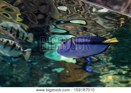 Palette tang fish, Paracanthurus hepatus, is also called the royal blue tang and can be found on a tropical reef in the ocean.