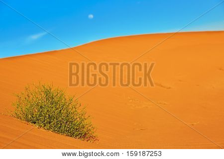 Green Plant Growing In Sand Dunes
