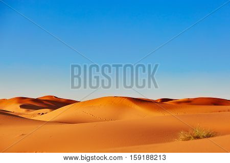 Sand Dunes In The Sahara Desert
