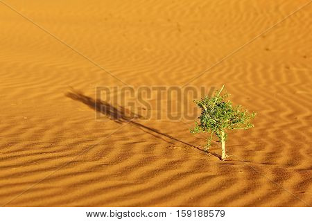 Plant In Sahara Desert
