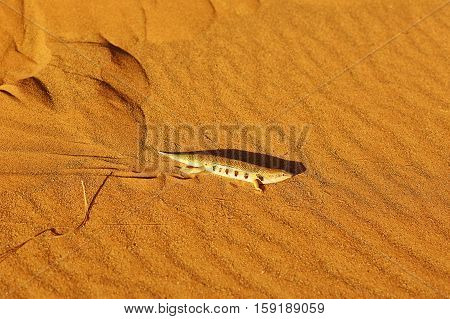 Salamandra In Sahara Desert