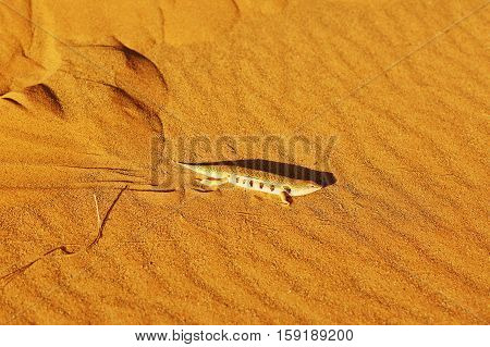 Salamandra In Sahara Desert, Merzouga, Morocco
