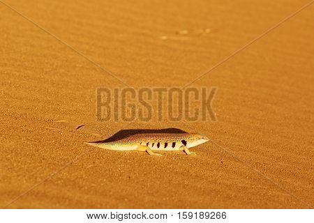 Salamandra In Sahara Desert, Merzouga, Morocco
