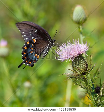 Spicebush Swallowtail (Papilio troilus) nectaring on thistle flower