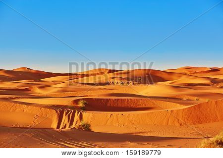 Sand Dunes In The Sahara Desert
