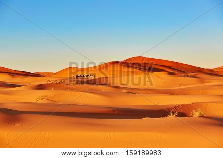 Camel Caravan In Sahara Desert