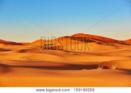 Camel Caravan In Sahara Desert, Morocco