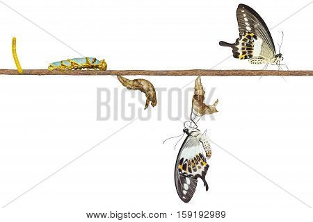 Isolated Transformation Life Cycle Of Banded Swallowtail Butterfly (papilio Demolion)