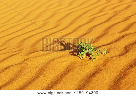 Green Plants Growing In Sand Dunes In The Sahara Desert
