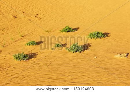 Green Plants Growing In Sand Dunes In The Sahara Desert