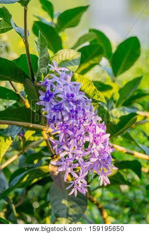 close up Petrea volubilis flowers Purple vine flowers