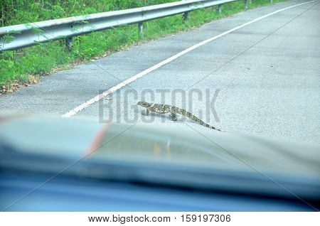 Salvator Varanus walk across the street front car.