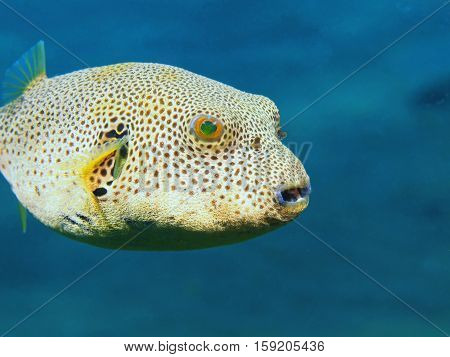 The surprising underwater world of the Bali basin, Island Bali, Puri Jati, boxfish
