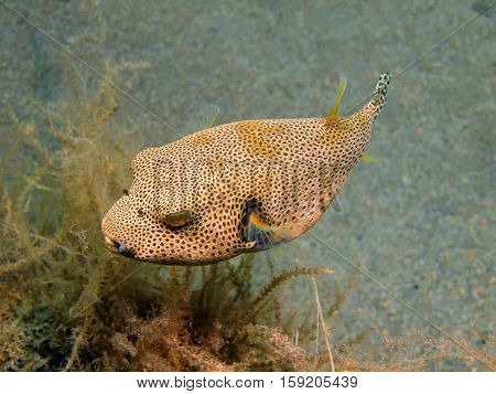The surprising underwater world of the Bali basin, Island Bali, Puri Jati, boxfish