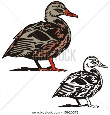 Illustrazione vettoriale di un anatra.