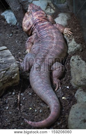 Argentine red tegu (Tupinambis rufescens), also known as the red tegu.