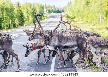 Reindeer In Lapland (finland)