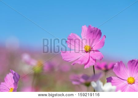 Close up beautiful cosmos flower in summer field