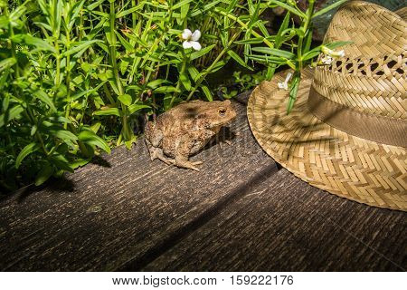 Toad